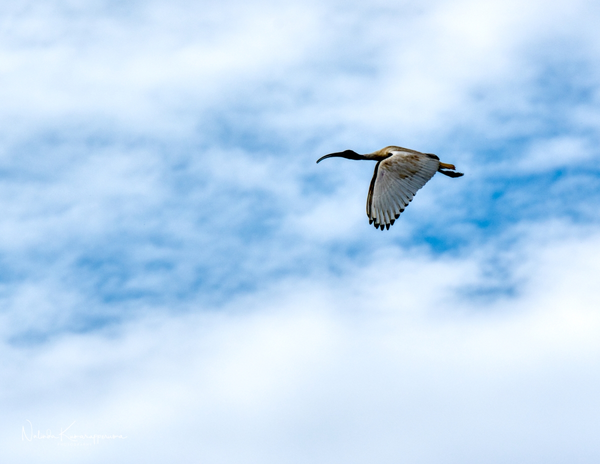 White ibis in flight